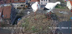 2025-03-09 14_05_30-Ville de Sarralbe _ Télé-Cigognes - Webcam Live (Sarralbe, Moselle) - Maxthon.png