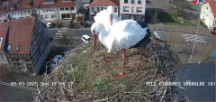 2025-03-09 14_05_46-Ville de Sarralbe _ Télé-Cigognes - Webcam Live (Sarralbe, Moselle) - Maxthon.png