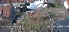 2025-03-09 14_06_42-Ville de Sarralbe _ Télé-Cigognes - Webcam Live (Sarralbe, Moselle) - Maxthon.png