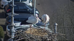 2025-03-09 14_25_03-Ooievaars IJsselstein - YouTube - Maxthon.png