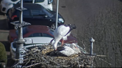 2025-03-09 14_25_16-Ooievaars IJsselstein - YouTube - Maxthon.png