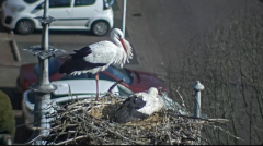 2025-03-09 14_25_21-Ooievaars IJsselstein - YouTube - Maxthon.png