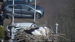 2025-03-09 14_25_34-Ooievaars IJsselstein - YouTube - Maxthon.png