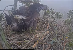 2025-03-09 15_21_50-Jūras ērgļi (Haliaeetus albicilla) Durbē - LDF tiešraide - YouTube - Maxthon.png