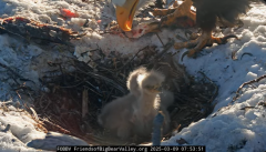 2025-03-09 21_33_38-Big Bear Bald Eagle Live Nest - Cam 1 - YouTube - Maxthon.png