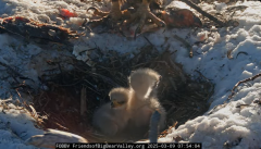 2025-03-09 21_33_51-Big Bear Bald Eagle Live Nest - Cam 1 - YouTube - Maxthon.png
