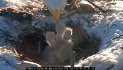 2025-03-09 21_34_02-Big Bear Bald Eagle Live Nest - Cam 1 - YouTube - Maxthon.png