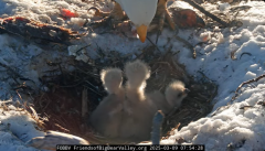 2025-03-09 21_34_15-Big Bear Bald Eagle Live Nest - Cam 1 - YouTube - Maxthon.png