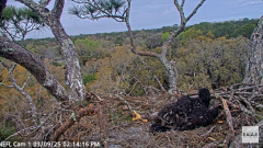 2025-03-09 22_27_33-NEFL Cam 1 - Live Bald Eagle Cam - YouTube - Maxthon.png