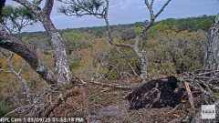 2025-03-09 22_27_45-NEFL Cam 1 - Live Bald Eagle Cam - YouTube - Maxthon.png