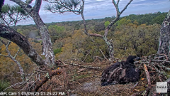 2025-03-09 22_27_54-NEFL Cam 1 - Live Bald Eagle Cam - YouTube - Maxthon.png