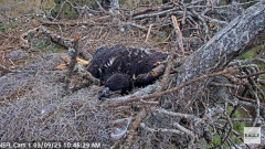 2025-03-09 22_28_23-NEFL Cam 1 - Live Bald Eagle Cam - YouTube - Maxthon.png