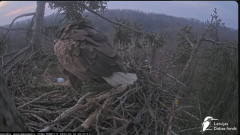 2025-03-10 11_47_06-Jūras ērgļi (Haliaeetus albicilla) Durbē - LDF tiešraide - YouTube - Maxthon.png