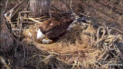 2025-03-10 21_51_10-Decorah Eagles - North Nest - 4k powered by EXPLORE.org - YouTube - Maxthon.png