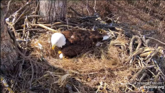 2025-03-10 21_51_25-Decorah Eagles - North Nest - 4k powered by EXPLORE.org - YouTube - Maxthon.png