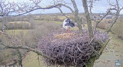 2025-03-12 20_58_51-Knepp White Stork nest camera - YouTube - Maxthon.png