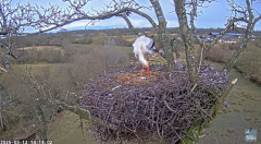 2025-03-12 21_00_20-Knepp White Stork nest camera - YouTube - Maxthon.png