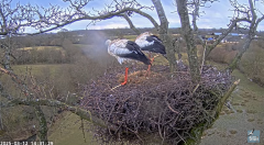 2025-03-12 21_01_09-Knepp White Stork nest camera - YouTube - Maxthon.png