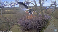 2025-03-12 21_01_44-Knepp White Stork nest camera - YouTube - Maxthon.png