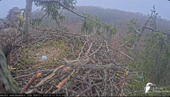 2025-03-13 12_19_05-Jūras ērgļi (Haliaeetus albicilla) Durbē - LDF tiešraide - YouTube - Maxthon.png