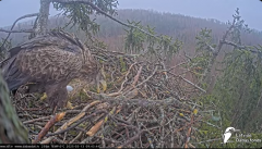 2025-03-13 12_19_14-Jūras ērgļi (Haliaeetus albicilla) Durbē - LDF tiešraide - YouTube - Maxthon.png