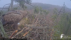 2025-03-13 12_19_50-Jūras ērgļi (Haliaeetus albicilla) Durbē - LDF tiešraide - YouTube - Maxthon.png