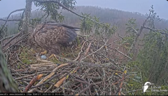 2025-03-13 12_20_08-Jūras ērgļi (Haliaeetus albicilla) Durbē - LDF tiešraide - YouTube - Maxthon.png