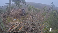 2025-03-13 12_20_09-Jūras ērgļi (Haliaeetus albicilla) Durbē - LDF tiešraide - YouTube - Maxthon.png
