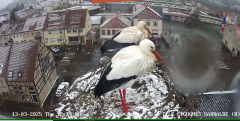 2025-03-13 12_30_58-Ville de Sarralbe _ Télé-Cigognes - Webcam Live (Sarralbe, Moselle) - Maxthon.png