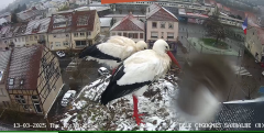 2025-03-13 12_39_25-Ville de Sarralbe _ Télé-Cigognes - Webcam Live (Sarralbe, Moselle) - Maxthon.png