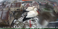 2025-03-13 12_39_35-Ville de Sarralbe _ Télé-Cigognes - Webcam Live (Sarralbe, Moselle) - Maxthon.png