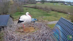 2025-03-13 12_55_35-livestream chimney stork Terwolde - YouTube - Maxthon.png