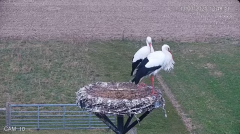 2025-03-13 12_49_08-Livestream Ooievaarsnest 2025 Ven-Zelderheide - YouTube - Maxthon.png
