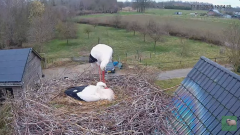 2025-03-13 12_55_45-livestream chimney stork Terwolde - YouTube - Maxthon.png