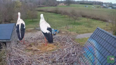 2025-03-13 12_55_55-livestream chimney stork Terwolde - YouTube - Maxthon.png