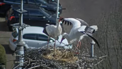 2025-03-13 13_02_32-Ooievaars IJsselstein - YouTube - Maxthon.png