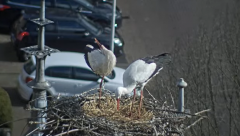 2025-03-13 13_02_54-Ooievaars IJsselstein - YouTube - Maxthon.png