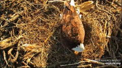 2025-03-13 20_12_00-Decorah Eagles - North Nest - 4k powered by EXPLORE.org - YouTube - Maxthon.png