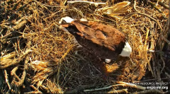 2025-03-13 20_12_11-Decorah Eagles - North Nest - 4k powered by EXPLORE.org - YouTube - Maxthon.png