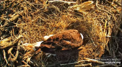 2025-03-13 20_12_19-Decorah Eagles - North Nest - 4k powered by EXPLORE.org - YouTube - Maxthon.png
