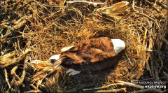 2025-03-13 20_12_32-Decorah Eagles - North Nest - 4k powered by EXPLORE.org - YouTube - Maxthon.png