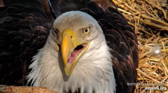 2025-03-13 20_01_17-Decorah Eagles - North Nest - 4k powered by EXPLORE.org - YouTube - Maxthon.png
