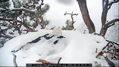 2025-03-13 20_25_46-Big Bear Bald Eagle Live Nest - Cam 1 - YouTube - Maxthon.png