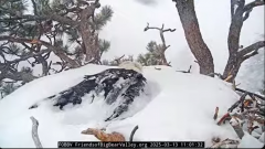 2025-03-13 20_25_25-Big Bear Bald Eagle Live Nest - Cam 1 - YouTube - Maxthon.png