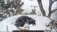 2025-03-13 20_25_56-Big Bear Bald Eagle Live Nest - Cam 1 - YouTube - Maxthon.png