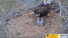 2025-03-13 20_29_59-Bluff City Cam 1_ ETSU_BTES Eagle Camera - YouTube - Maxthon.png