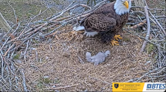 2025-03-13 20_30_12-Bluff City Cam 1_ ETSU_BTES Eagle Camera - YouTube - Maxthon.png