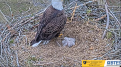2025-03-13 20_30_21-Bluff City Cam 1_ ETSU_BTES Eagle Camera - YouTube - Maxthon.png