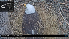 2025-03-13 20_34_42-Port Tobacco Eagle Cam - YouTube - Maxthon.png