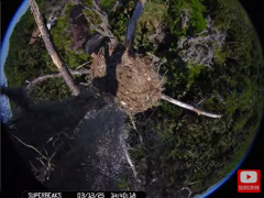 2025-03-13 20_43_11-Southwest Central Florida Eagle Cam #baldeagle #fledgling #livestream #learningt.png